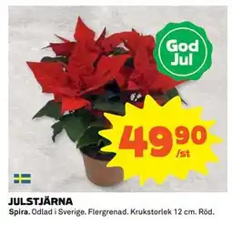 Coop Daglivs JULSTJÄRNA, SEK 49.9 erbjuda