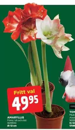 Jem&Fix AMARYLLIS, SEK 49.95 erbjuda