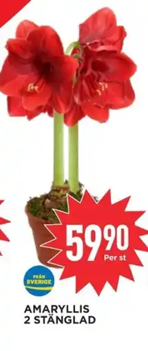 Willys Amaryllis 2 stänglad erbjuda