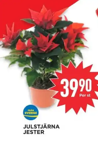 Willys Julstjärna jester erbjuda