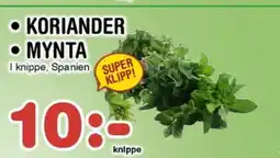 Nya Pulsen Koriander * mynta erbjuda
