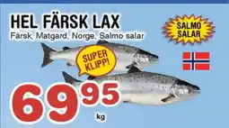 Nya Pulsen Hel färsk lax erbjuda