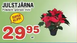 Nya Pulsen Julstjärna erbjuda