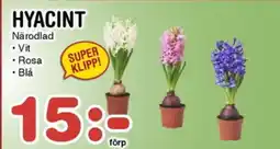 Nya Pulsen Hyacint erbjuda