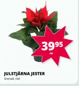 Tempo Julstjärna jester erbjuda