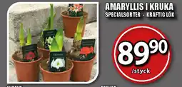 Extra Mjällby Stormarknad Amaryllis i kruka erbjuda