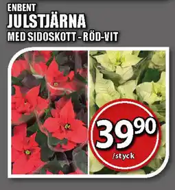 Extra Mjällby Stormarknad Enbent julstjärna erbjuda