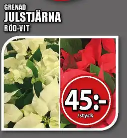 Extra Mjällby Stormarknad Grenad julstjärna erbjuda