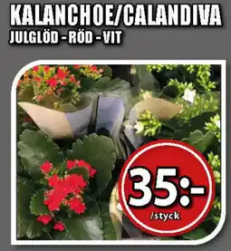 Extra Mjällby Stormarknad Kalanchoe/calandiva erbjuda