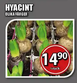 Extra Mjällby Stormarknad Hyacint erbjuda