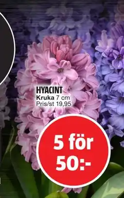 Bauhaus HYACINT, SEK 50 erbjuda