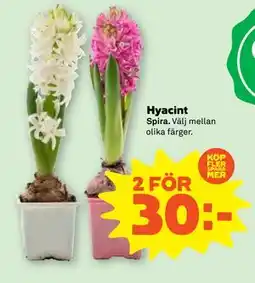 Stora Coop Hyacint, SEK 30 erbjuda