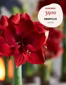 Blomsterlandet Amaryllis erbjuda