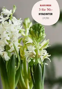 Blomsterlandet Hyacinter erbjuda