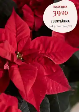Blomsterlandet Julstjärna erbjuda