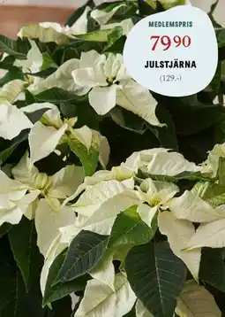 Blomsterlandet Julstjärna erbjuda