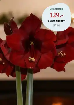 Blomsterlandet Andes sunset' erbjuda