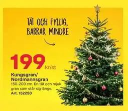Byggmax Kungsgran/ Nordmannsgran, SEK 199 erbjuda