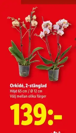 Lidl Orkidé, 2-stänglad, SEK 139 erbjuda