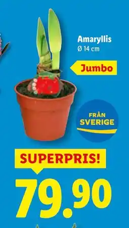 Lidl Amaryllis, SEK 79.9 erbjuda