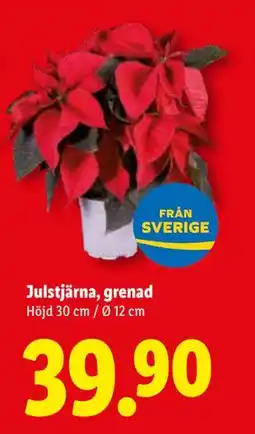 Lidl Julstjärna, grenad, SEK 39.9 erbjuda