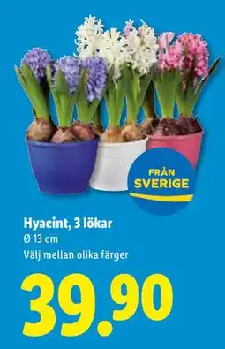 Lidl Hyacint, 3 lökar, SEK 39.9 erbjuda