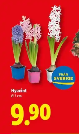 Lidl Hyacint, SEK 9.9 erbjuda