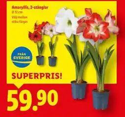 Lidl Amaryllis, 2-stänglar, SEK 59.9 erbjuda