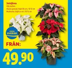 Lidl Julstjärna erbjuda