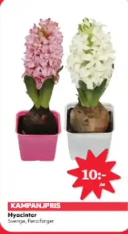 Hemköp Hyacinter erbjuda