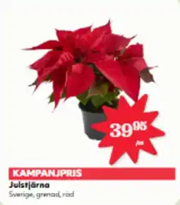 Hemköp Julstjärna erbjuda