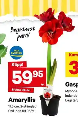 City Gross Amaryllis, SEK 59.95 erbjuda