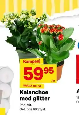 City Gross Kalanchoe med glitter, SEK 59.95 erbjuda