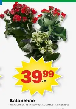 Pekås Kalanchoe, SEK 39.99 erbjuda