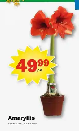 Pekås Amaryllis, SEK 49.99 erbjuda
