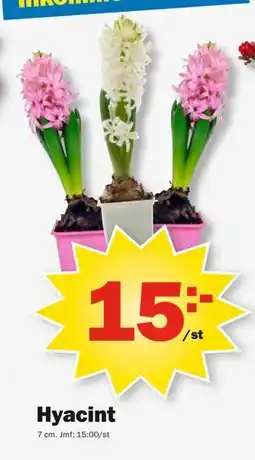 Pekås Hyacint, SEK 15 erbjuda