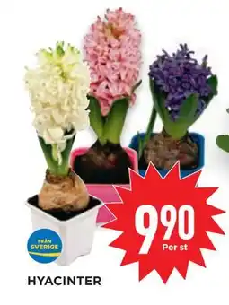 Willys HYACINTER, SEK 9.9 erbjuda