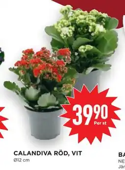 Willys CALANDIVA RÖD, VIT, SEK 39.9 erbjuda