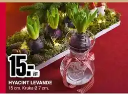 ÖoB HYACINT LEVANDE, SEK 15 erbjuda