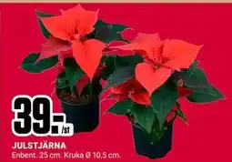 ÖoB JULSTJÄRNA, SEK 39 erbjuda
