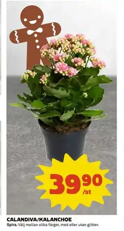 Coop Daglivs CALANDIVA/KALANCHOE, SEK 39.9 erbjuda
