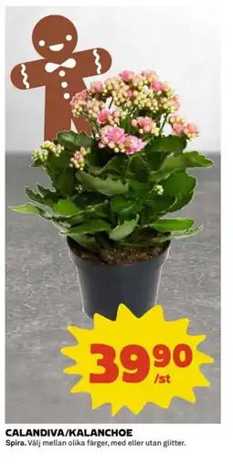 Coop Calandiva/kalanchoe erbjuda