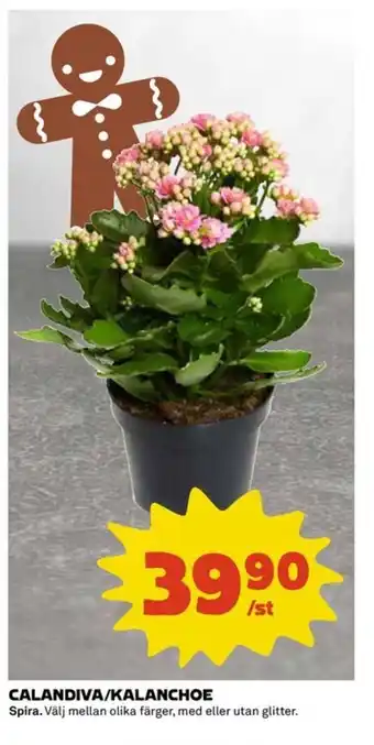 Calandiva/kalanchoe