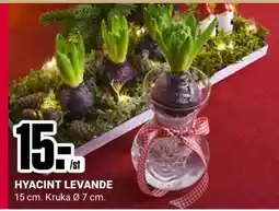 ÖoB HYACINT LEVANDE erbjuda