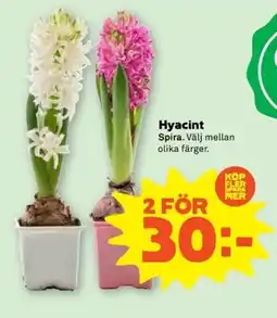 Coop Hyacint erbjuda