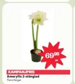 Hemköp Amaryllis 2-stänglad erbjuda