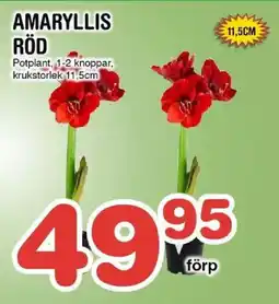 Nya Pulsen Amaryllis röd erbjuda