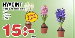 Nya Pulsen Hyacint erbjuda