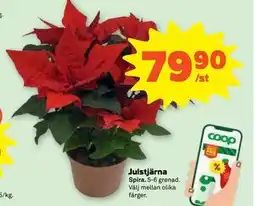 Stora Coop Julstjärna erbjuda