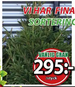 Extra Mjällby Stormarknad Vanlig gran erbjuda